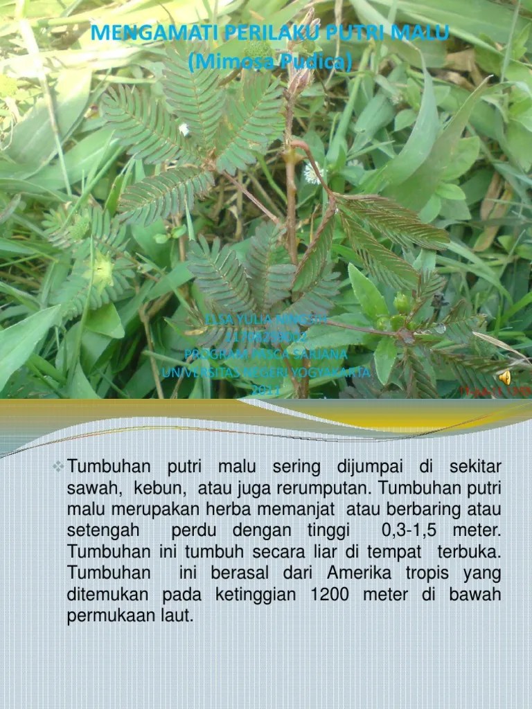 Pengamatan Perilaku Mimosa Pudica (Putri Malu) | PDF