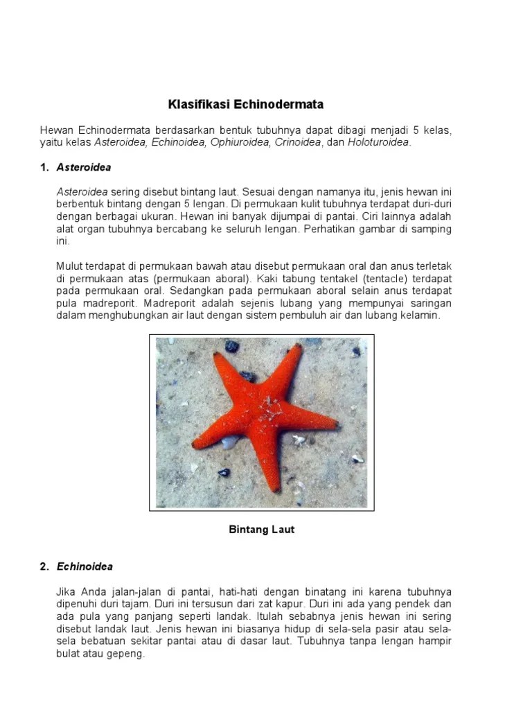 Klasifikasi Echinodermata | PDF