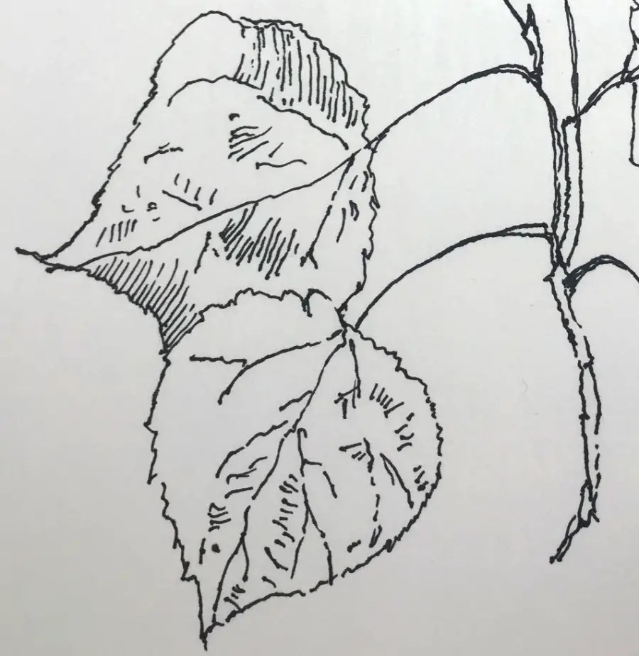 How To Draw A Tree Branch With Leaves Improve Drawing