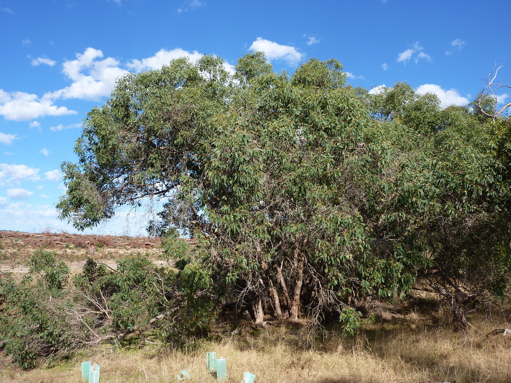 dnicolle, 2023, Mount Compass Swamp Gum Eucalyptus paludicola, https://inaturalist.ala.org.au/observations/192133470