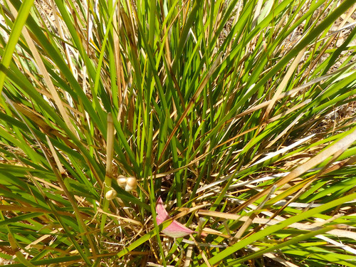 cobaltducks 2019, Lomandra densiflora | Pointed Mat-rush,  https://www.inaturalist.org/photos/57746028
