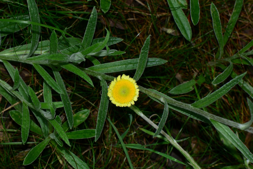 bushbandit, 2020, Button Everlasting Coronidium scorpioides, https://www.inaturalist.org/observations/56820090