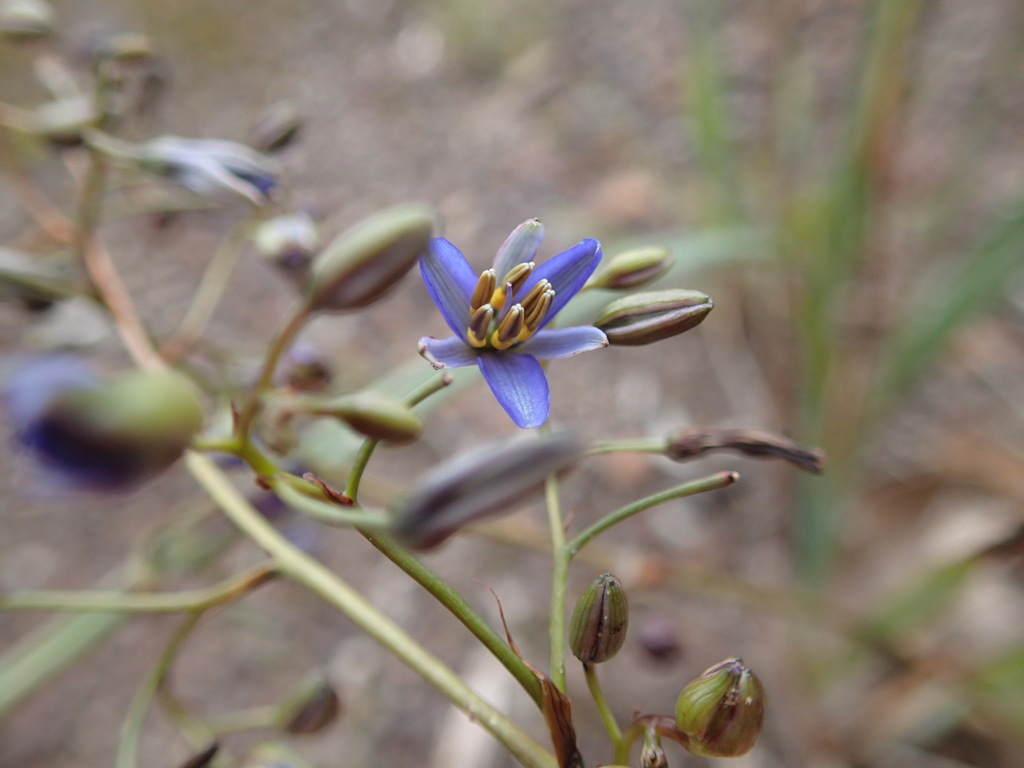 helenschofield, 2020, Dianella revoluta var. revoluta, https://www.inaturalist.org/observations/61276317