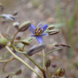 helenschofield, 2020, Dianella revoluta var. revoluta, https://www.inaturalist.org/observations/61276317 helenschofield, 2020, Dianella revoluta var. revoluta, https://www.inaturalist.org/observations/61276317