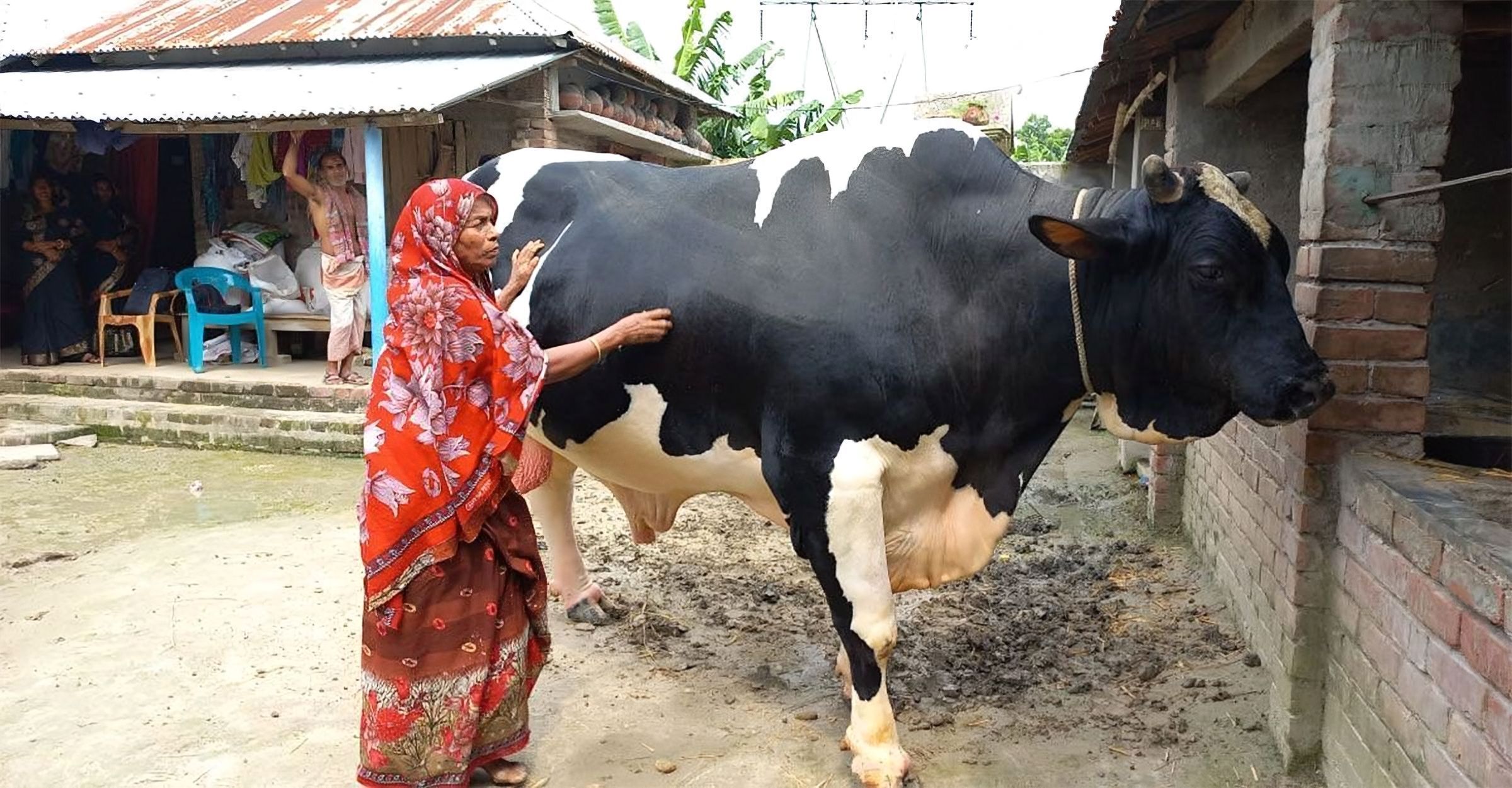 শান্তবাবুর জন্য নিয়েছেন ব্যাংকঋণ, হাটে নেওয়ারও পয়সা নেই