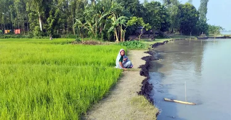 শুকনো মৌসুমে তীব্র ভাঙন, ৫০ বিঘা ধান জমি নদীতে বিলীন