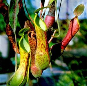 Mari Mengenal Kantong Semar | Kebunpedia