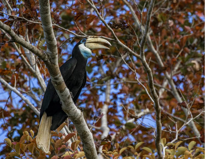 Infopublik - Rangkong, Burung Keramat Suku Dayak 622_X_802_png