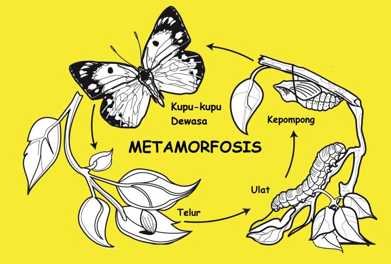 Metamorfosis Kupu-kupu: Telur, Ulat, Kepompong, dan Kupu-kupu