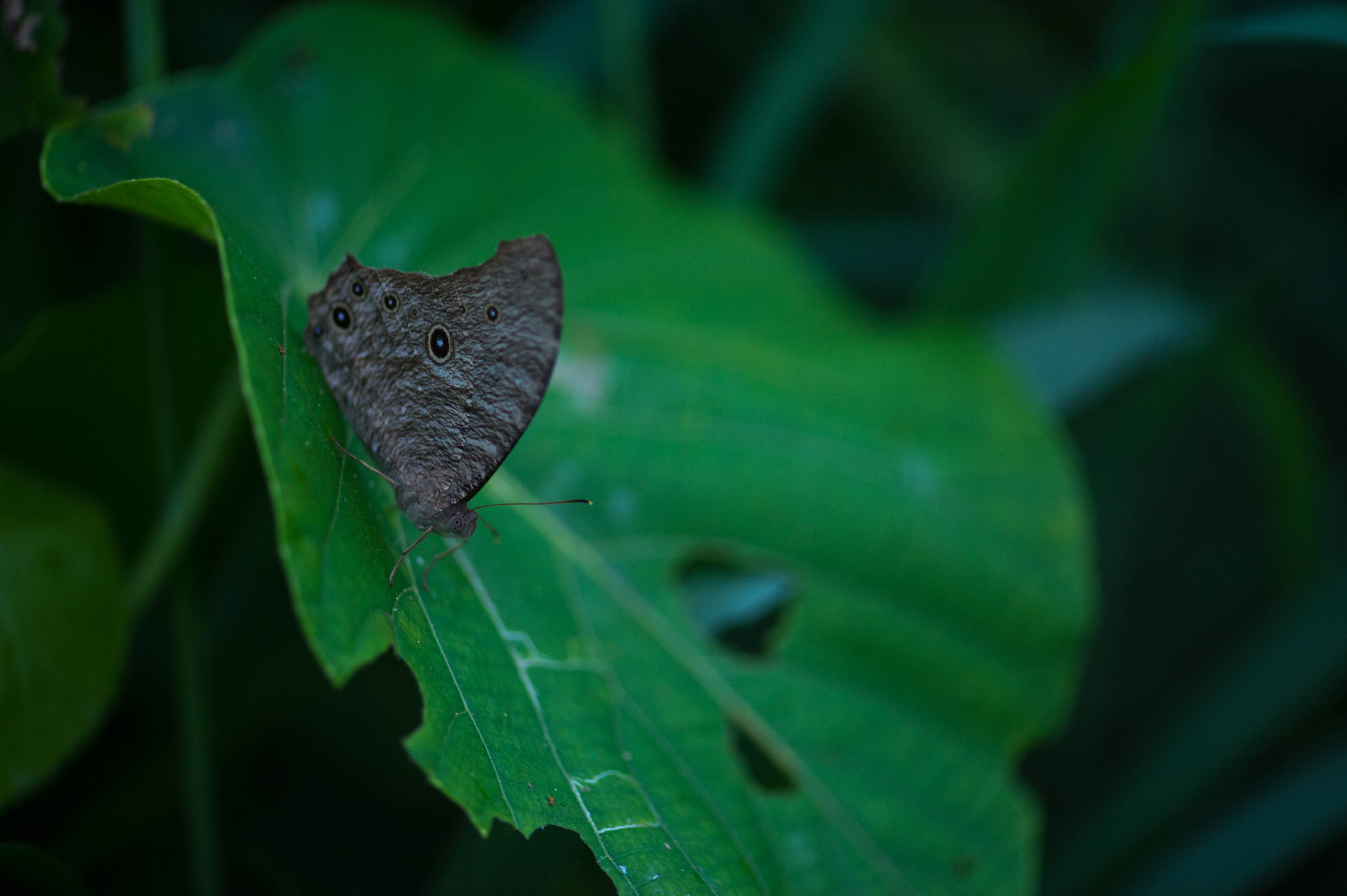 ウスイ ロコ ノマ チョウ