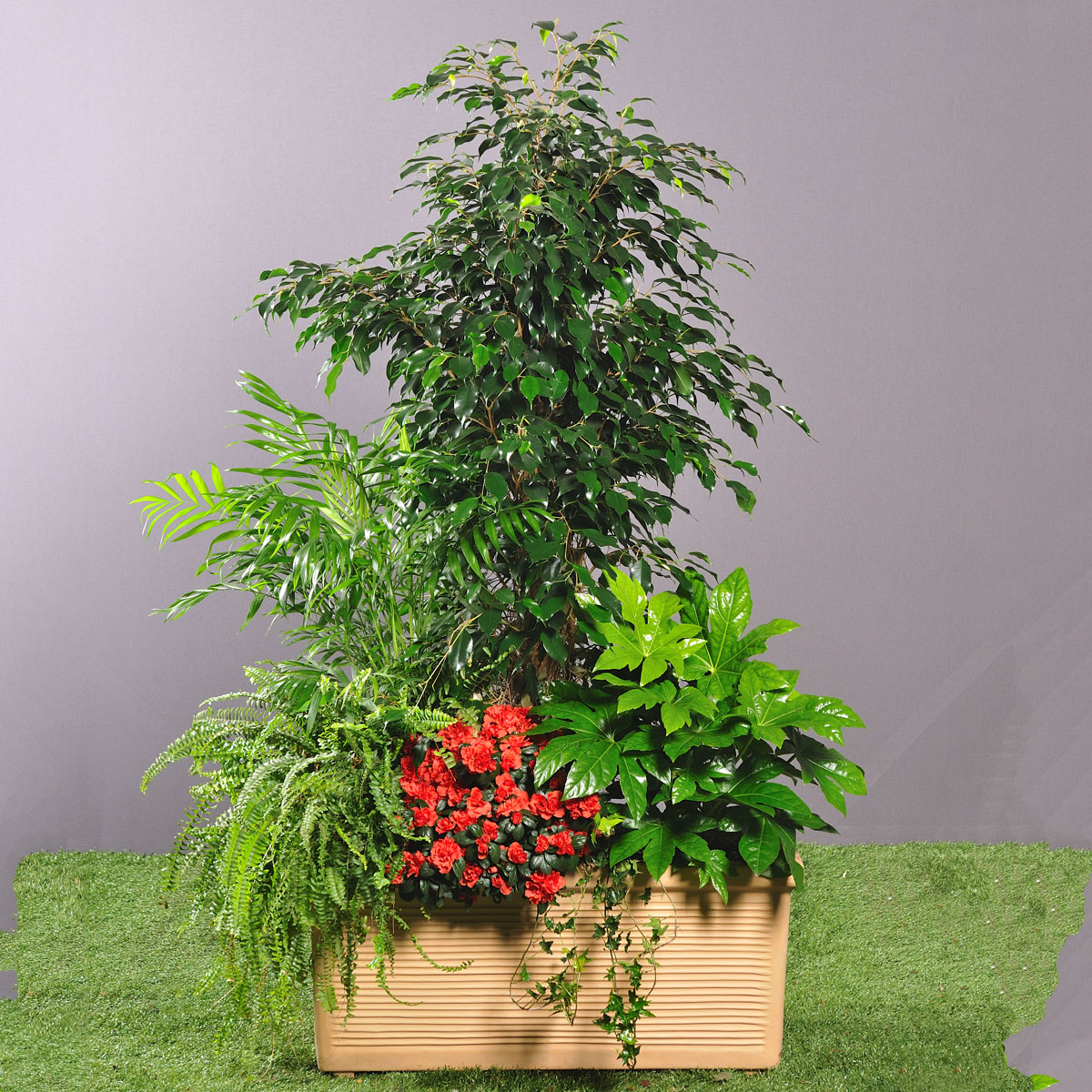 composition plantes vertes d'intérieur