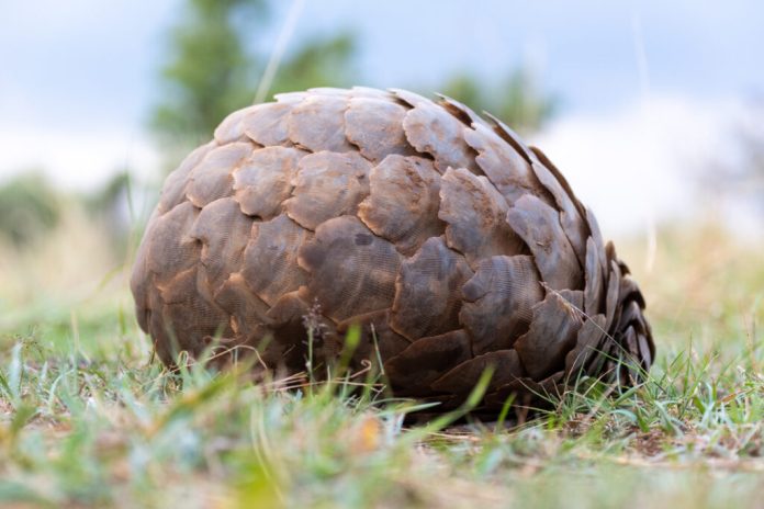 Pangolin DEX integrates Orbs’ dTWAP order type