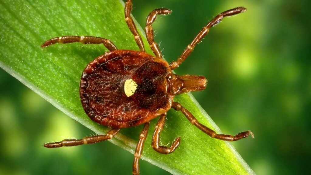 Tick bites are surging in the US this year. Here’s what to know. Tick bites are surging in the US this year. Here’s what to know.
