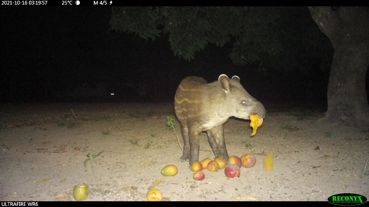 Meet Manga and Caroço, tapirs monitored by IPAM at the Tanguro Farm