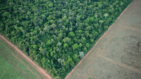 Forest Code Thermometer indicates progress in CAR registrations