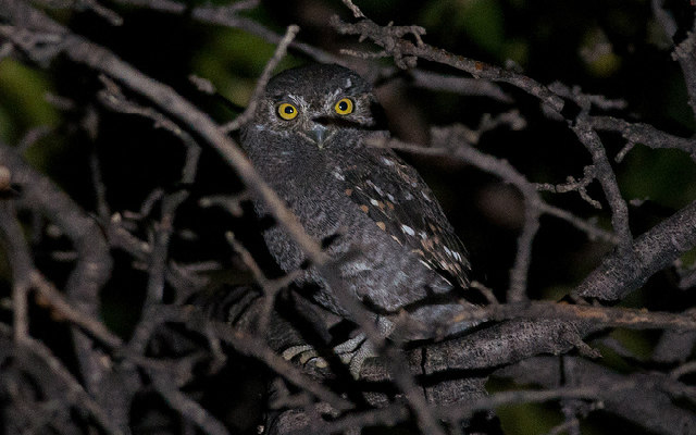 Elf Owl Facts Always Learning
