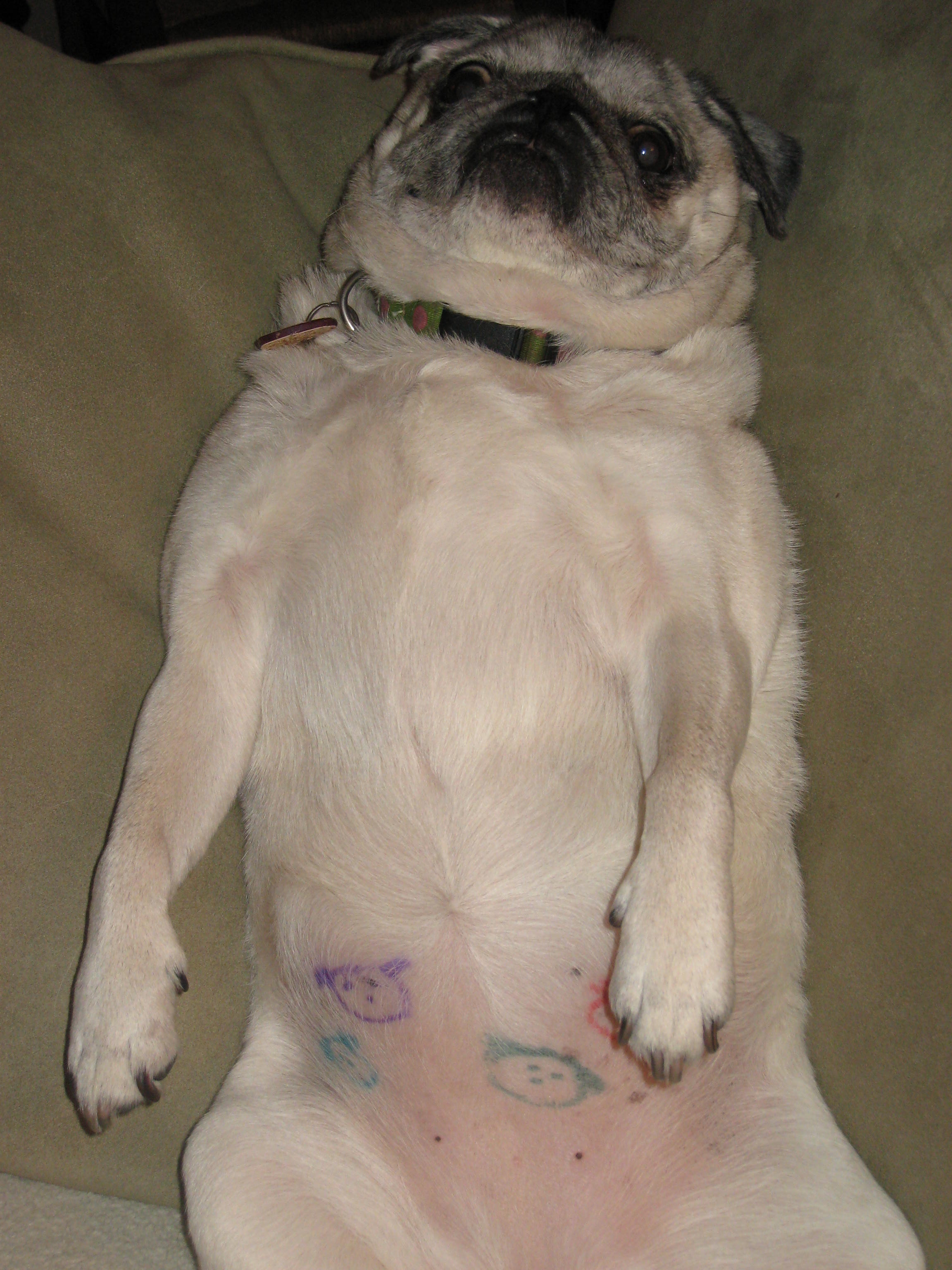 Day 33: Pug Tattoos | Pug Life 3072_x_2304_jpg