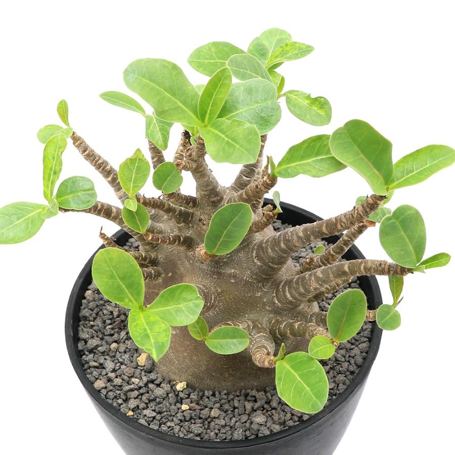 チャーム（ペット） （観葉植物）一点物　アデニウム　アラビカム　ブラックワイルドボア　５号（１鉢）（３４７８７３） : チャーム charm ヤフー店  - 通販 - Yahoo!ショッピング