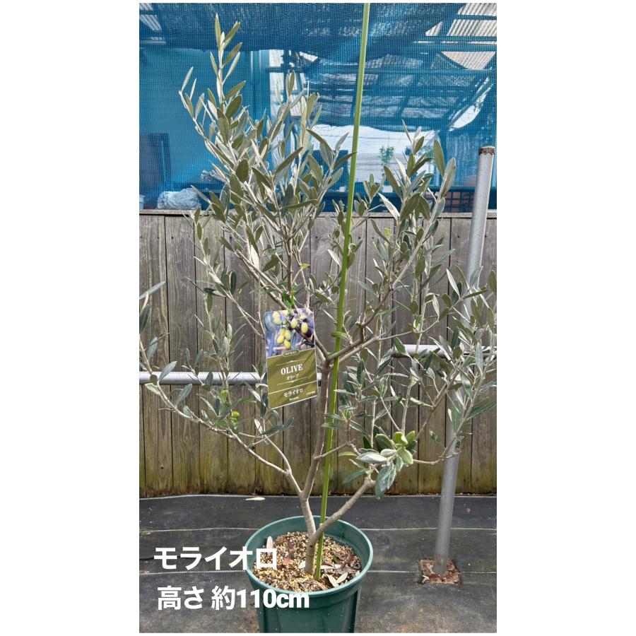 小倉園 オリーブ・モライオロ 8号鉢 オリーブの木 鉢植え 庭木 希少 現品発送 シンボルツリー レア オリジナル オリーブ モライオロ 特徴