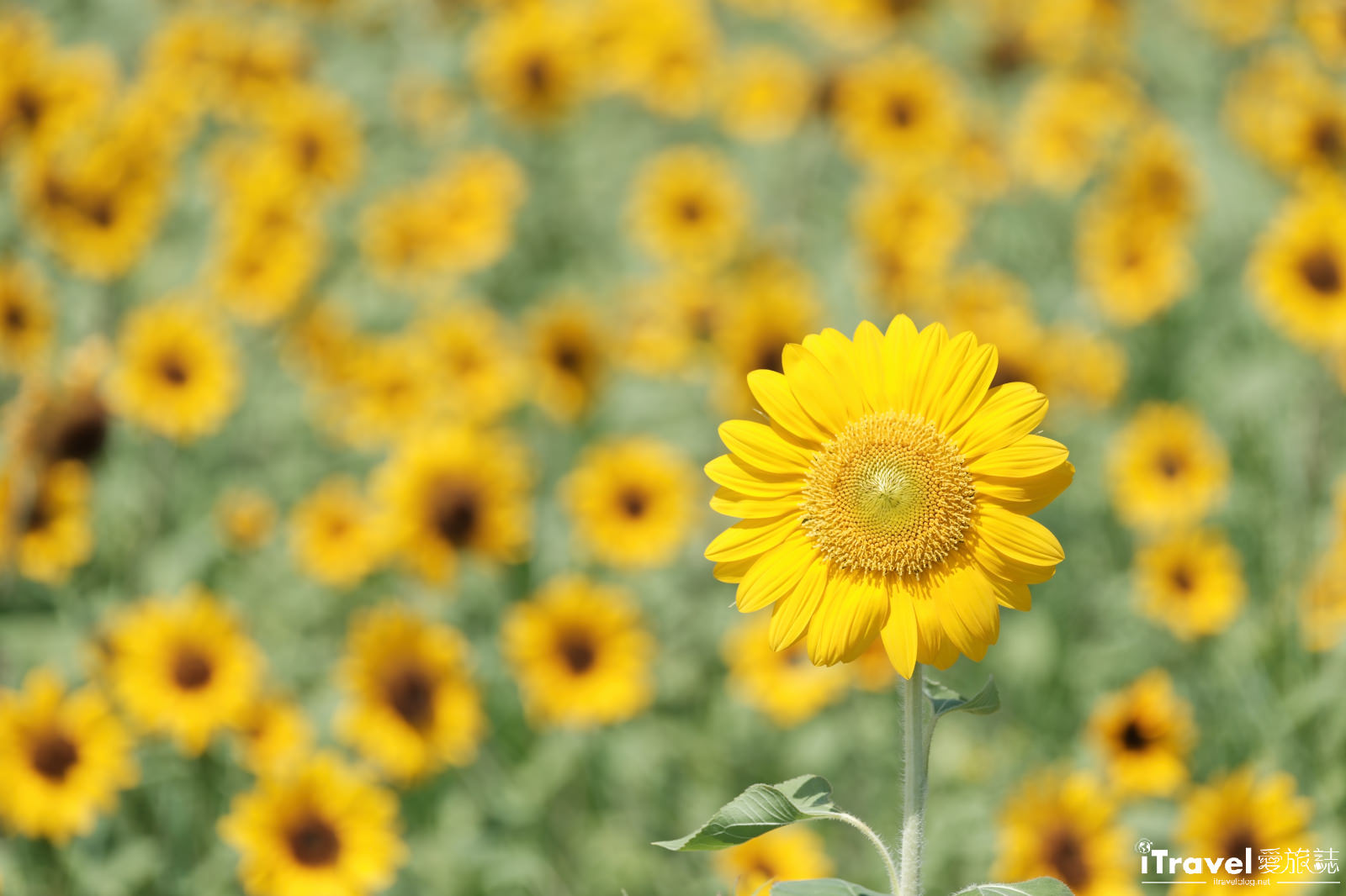타이베이 맛집, 음료, 그리고 즐거움 - 2025 다자 강변 공원 해바라기 바다 가이드 | 최신 꽃 현황 + 교통 정보 21 다자 강변 공원