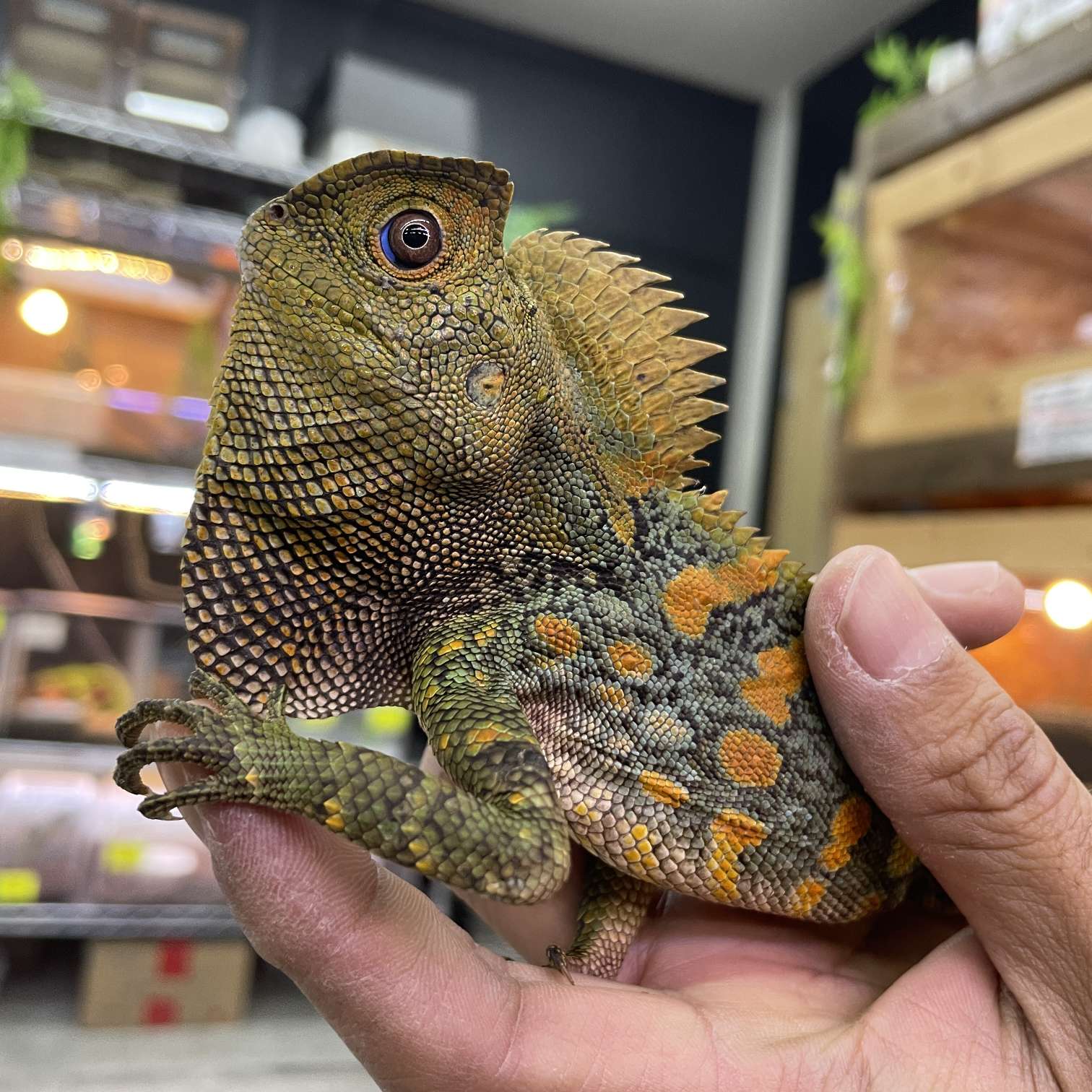 カメレオンモリドラゴンの販売リスト2025年 ペットショップJaRep(ジャレップ)