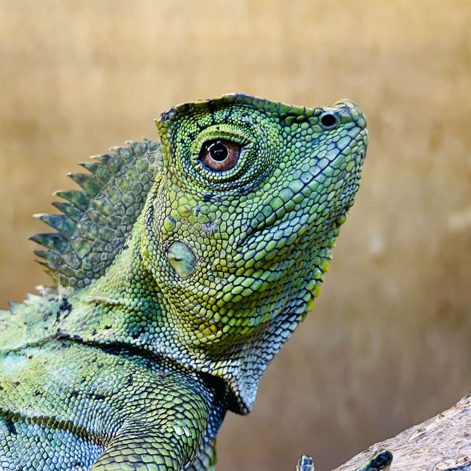 カメレオンモリドラゴンの販売リスト2025年 ペットショップJaRep(ジャレップ)