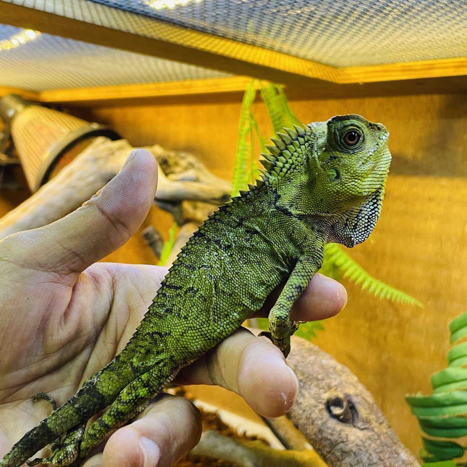 カメレオンモリドラゴンの販売リスト2025年 ペットショップJaRep(ジャレップ)