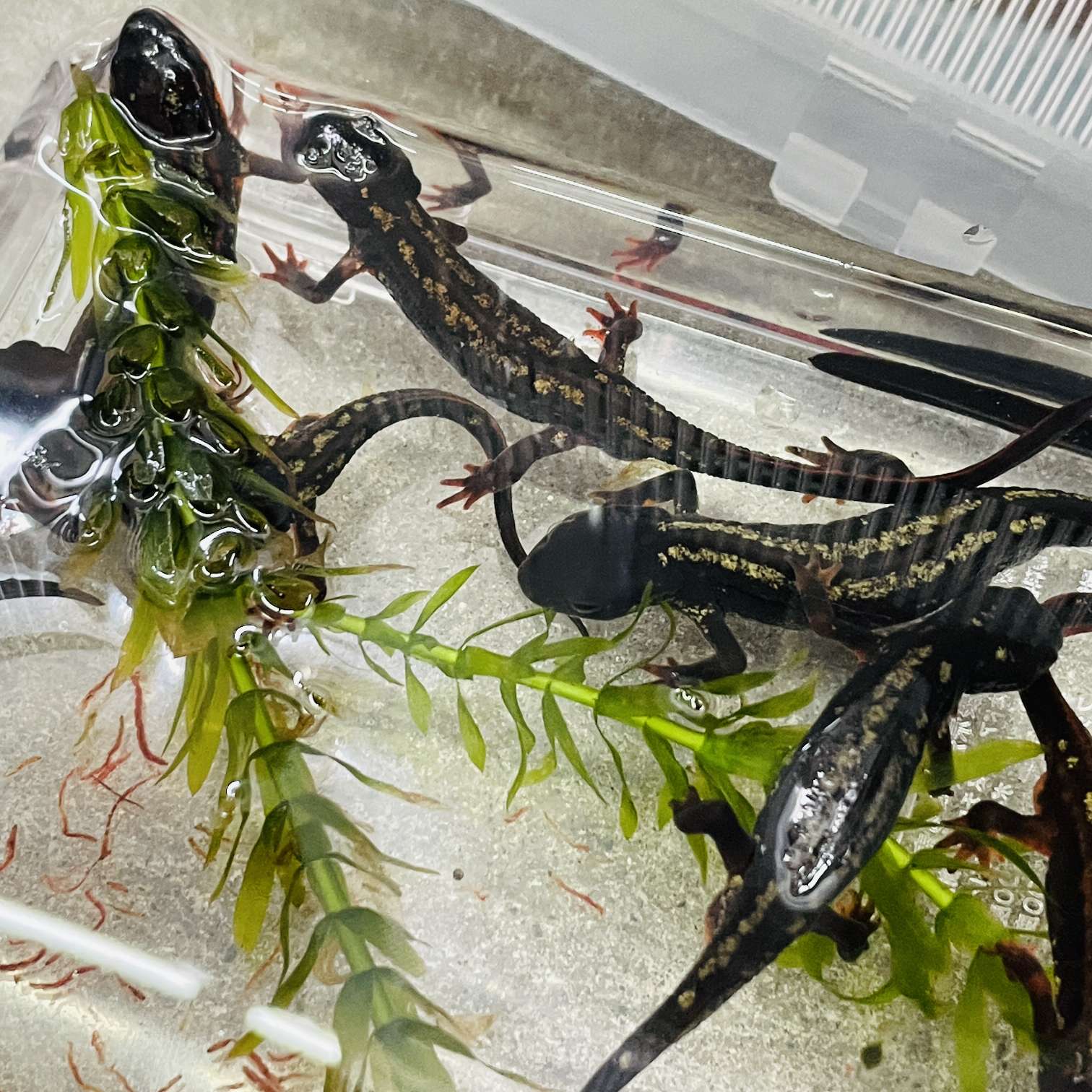 オキナワシリケンイモリの販売リスト2025年 ペットショップJaRep(ジャレップ)