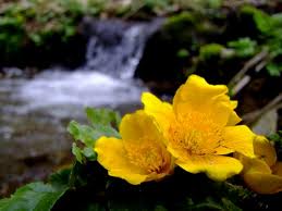 Krasa Prirody Jaj123