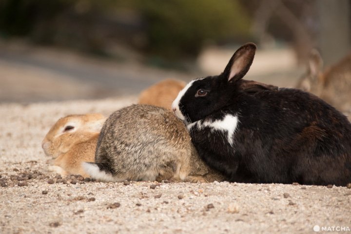 Hiroshima Bus Tour: Lihat Kelinci Lucu dan Pemandangan Kota yang Bersejarah  | Berita Jepang Japanesestation.com