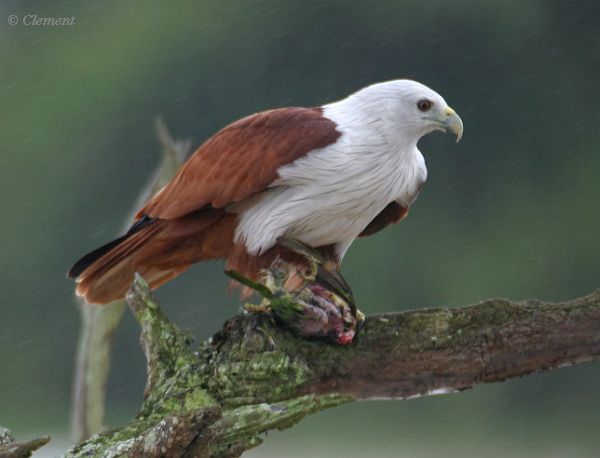 Brahminy Kite / Elang Bondol | Jenisbop 458_X_600_jpg