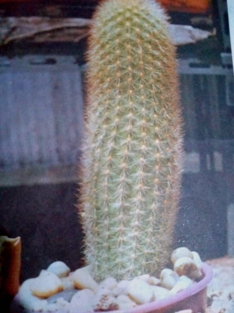 Kaktus Paria (Haageocereus aureispinus) - Josi Kie