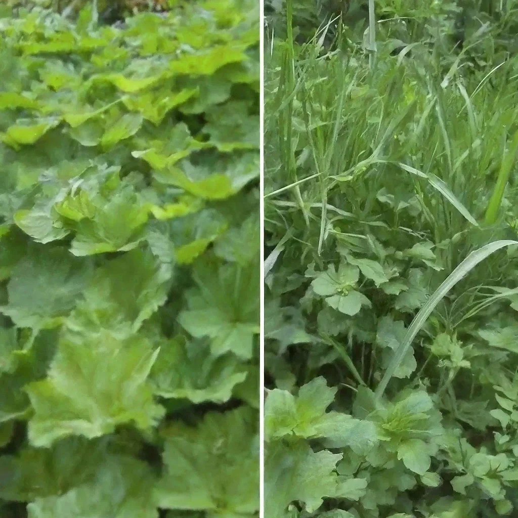 カインズ除草剤の口コミ・評判を使い方と雨で効かない噂で検証！ | 川根本町ラボ