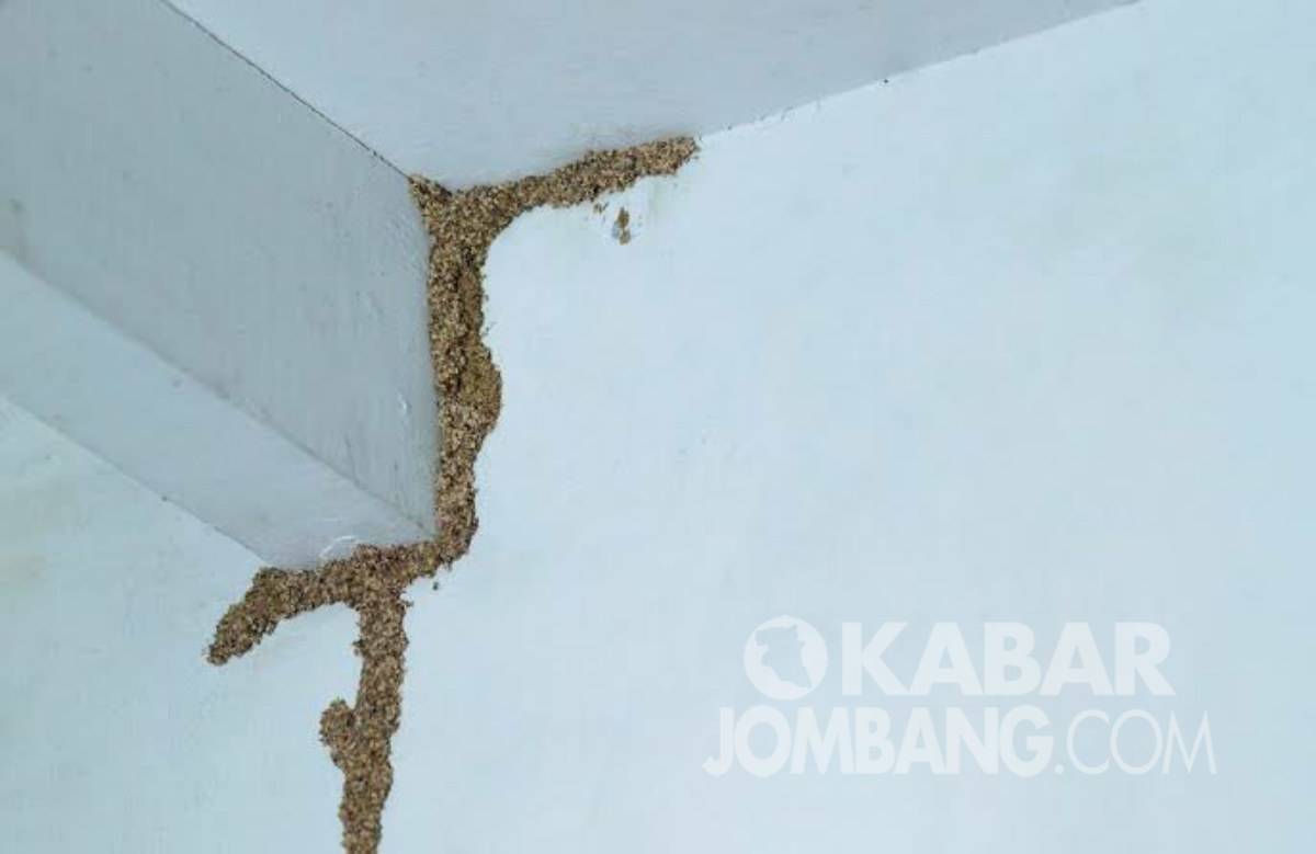 Cara Ampuh Mencegah dan Membasmi Rayap di Rumah | Kabar Jombang