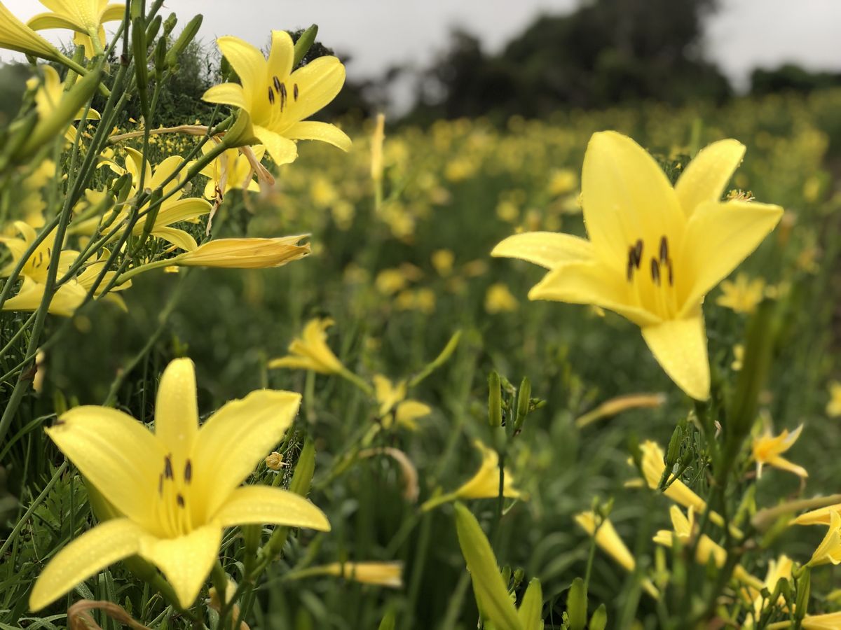 ゆうすげ の 里