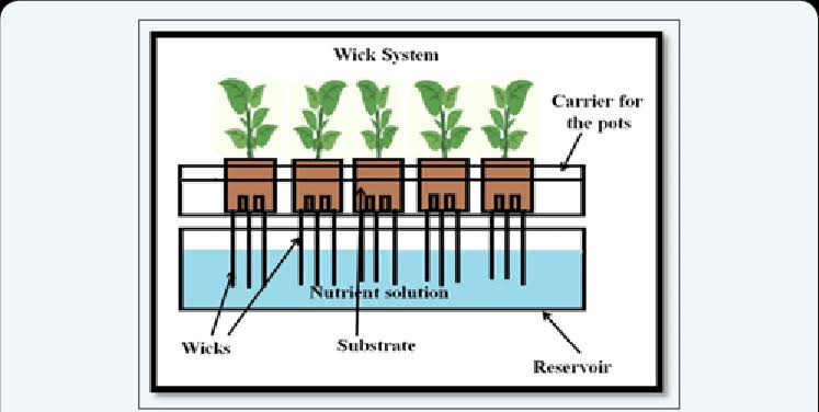 8 Sistem Hidroponik Yang Harus Diketahui Bagi Pemula