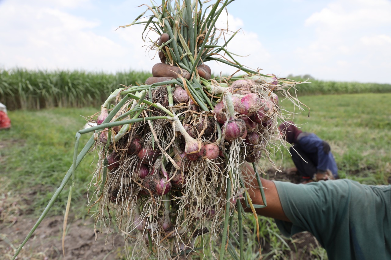 Tuai Hasil Sekolah Lapang, Petani Kelurahan Blabak Panen Brambang -  kediritangguh.co