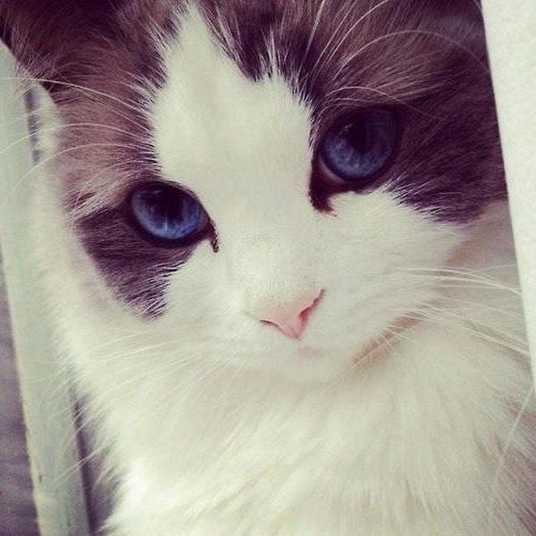 красивые картинки на аву рисованные