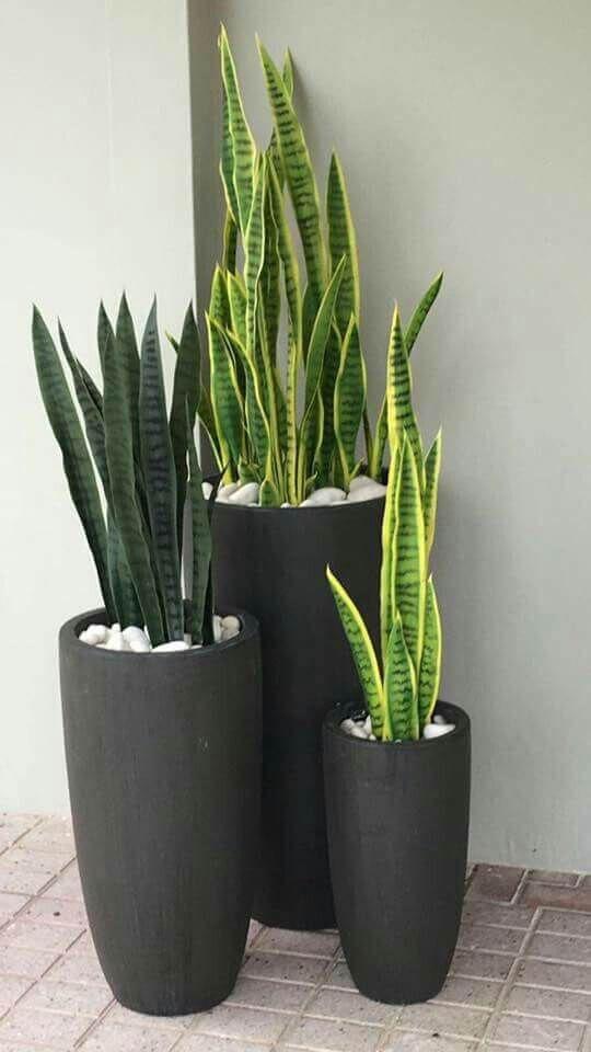 Catat, Selain Cantik 7 Tanaman Hias Ini Punya Kemampuan Serap Racun Dalam  Ruangan — Kover Magazine