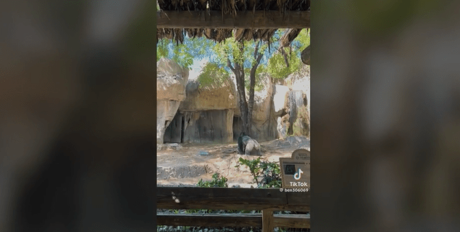 Fort Worth zookeepers face off with gorilla in viral video