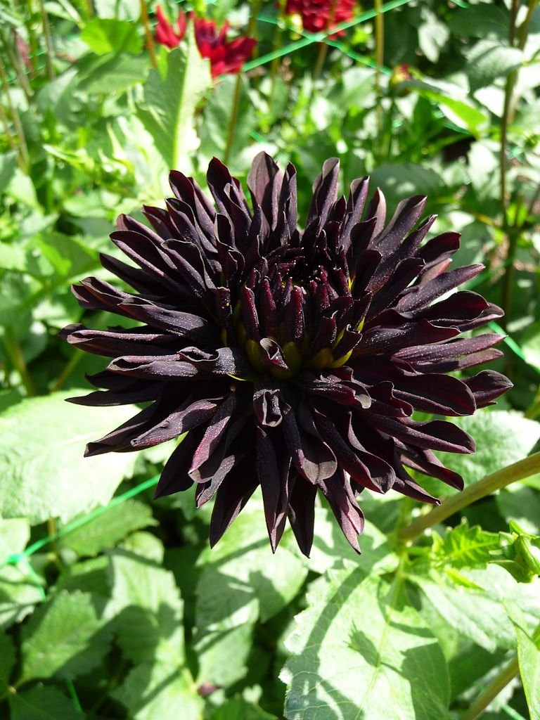 Dahlia noir fleur signification