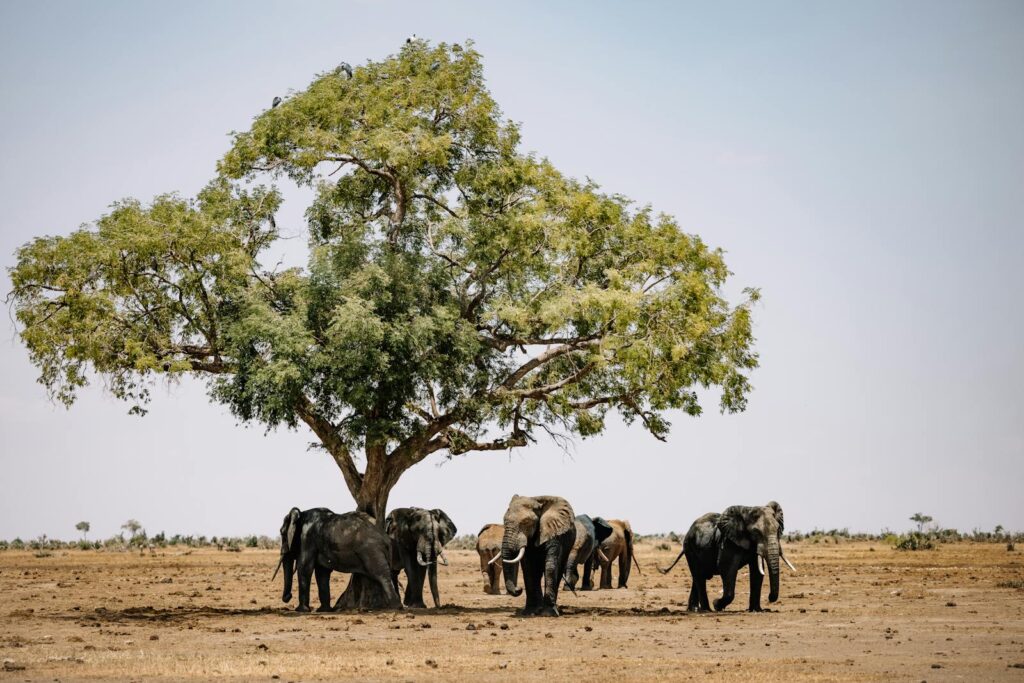 The Unbelievable Showdown: Witnessing a Nile Crocodile’s Audacious Attack and an Elephant’s Remarkable Defense in the Wilds of Zambia