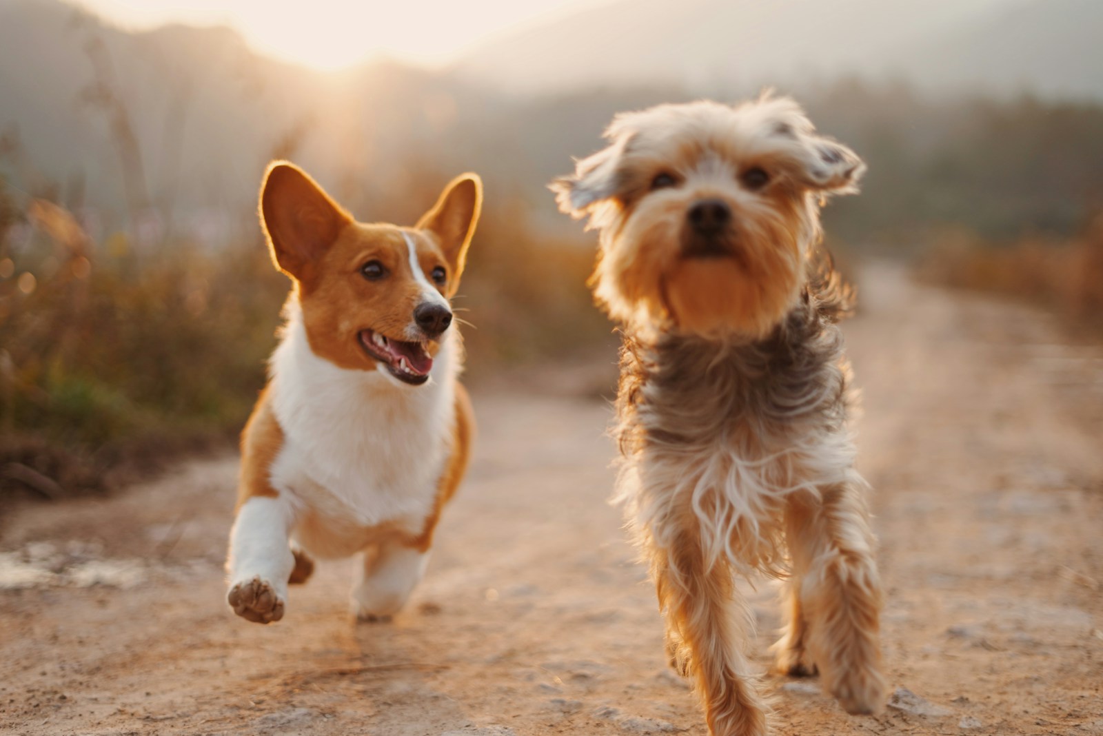 Paws-itively Brilliant: Discover the Top 15 Smartest Dog Breeds That Will Amaze You