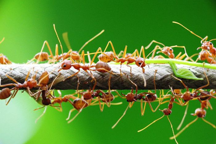 when are ants most active - Ilustrasi 3