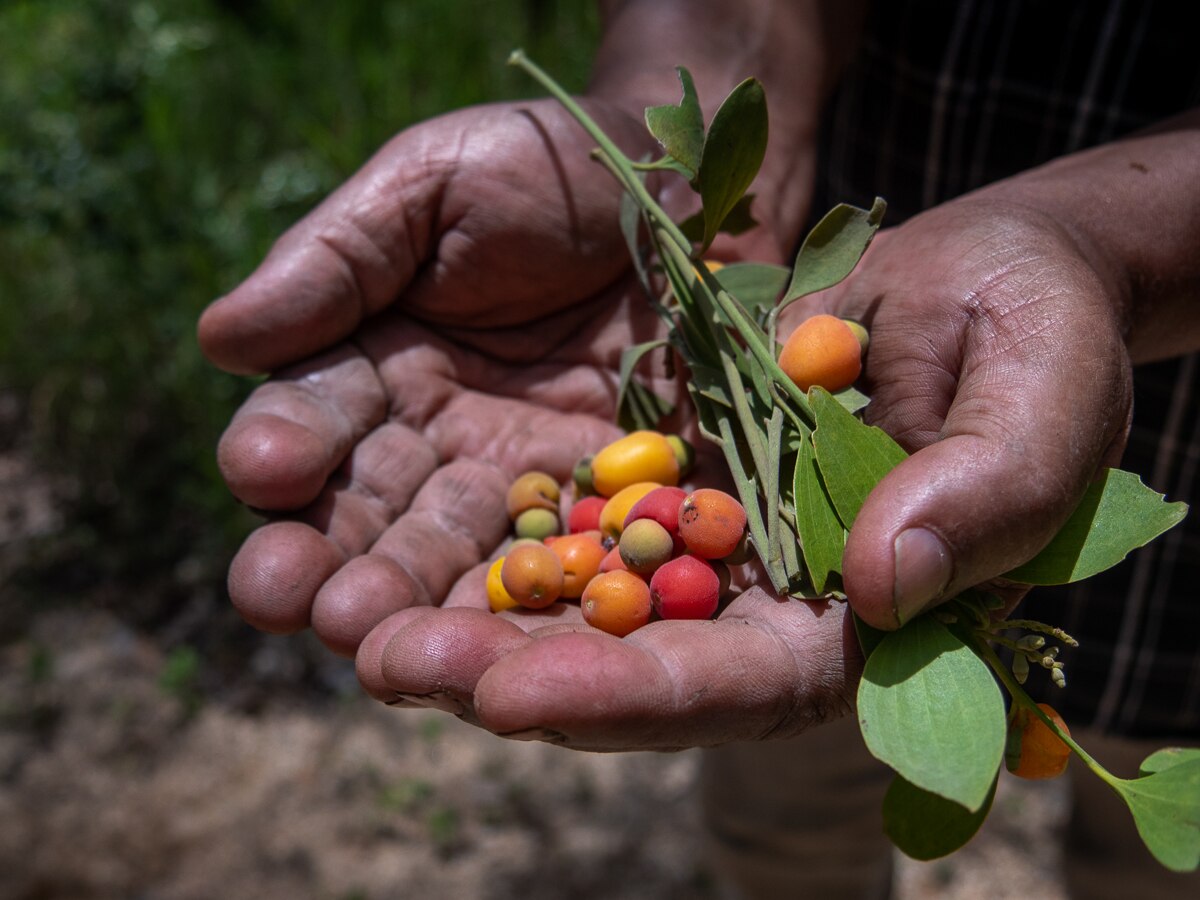 Indigenous food and cultural empowerment
