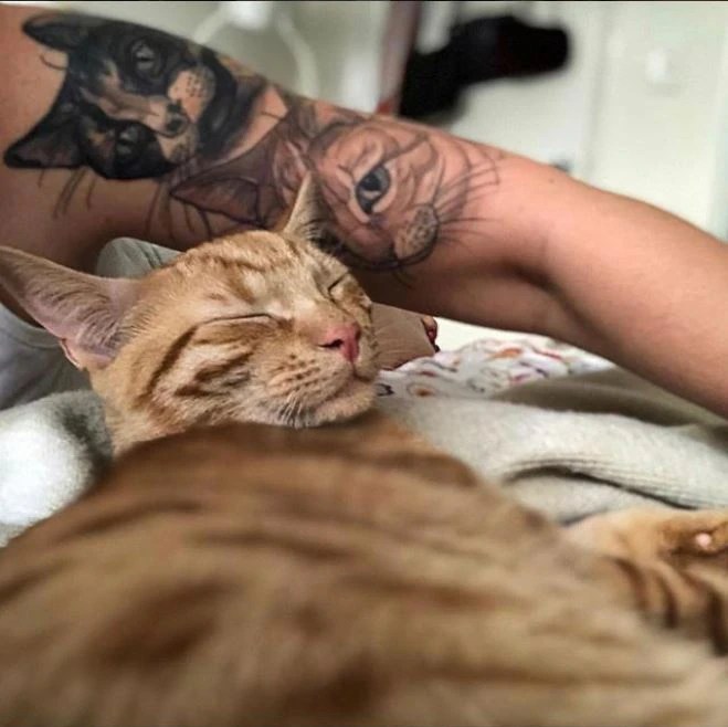 Cat Tattooist Jessica Holmes Capitalises On A Growing Market For Moggies In Ink - Abc News 439_x_659_jpg