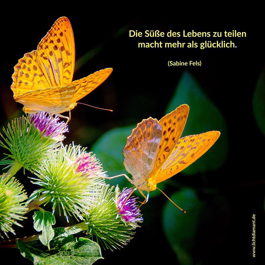 Butterfly Butterflies Schmetterling Schmetterlinge Na Flickr
