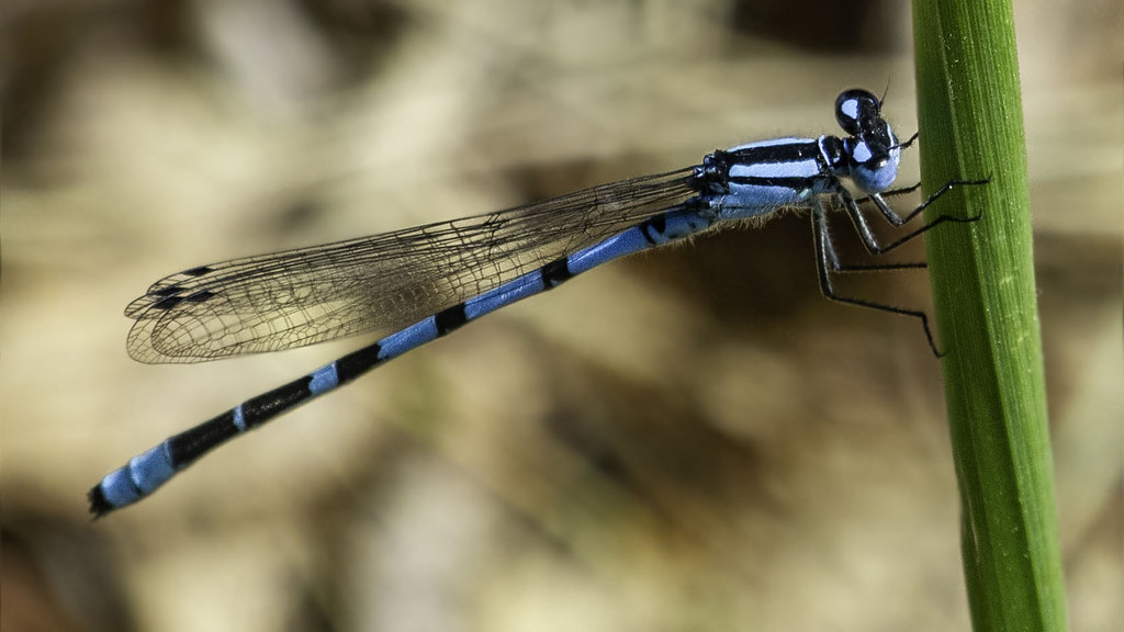 Enallagma Cyathigerum (Common Blue Damselfly / Libélula Co… | Flickr 576_x_1024_jpg