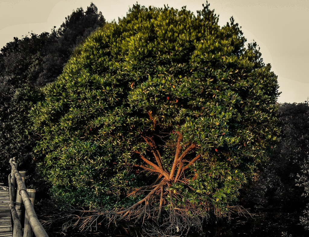 Hutan Mangrove 3 | Regina Brigitta | Flickr 785_X_1024_jpg