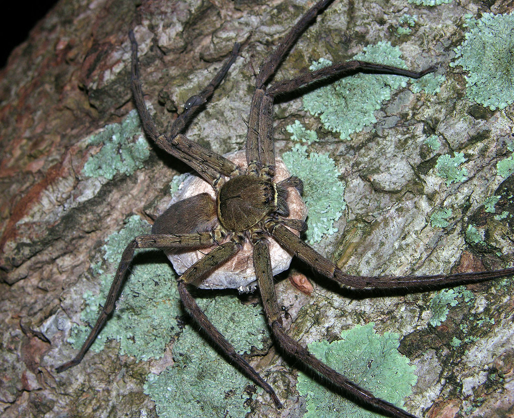 Panama spiders